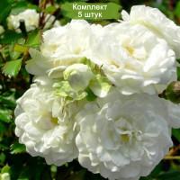 Комплект 5шт  / Роза Альба Мейяндекор (кустовая)