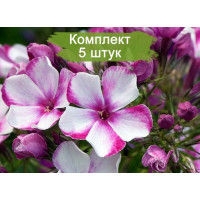 Комплект 5шт / Флокс Неон Флэр